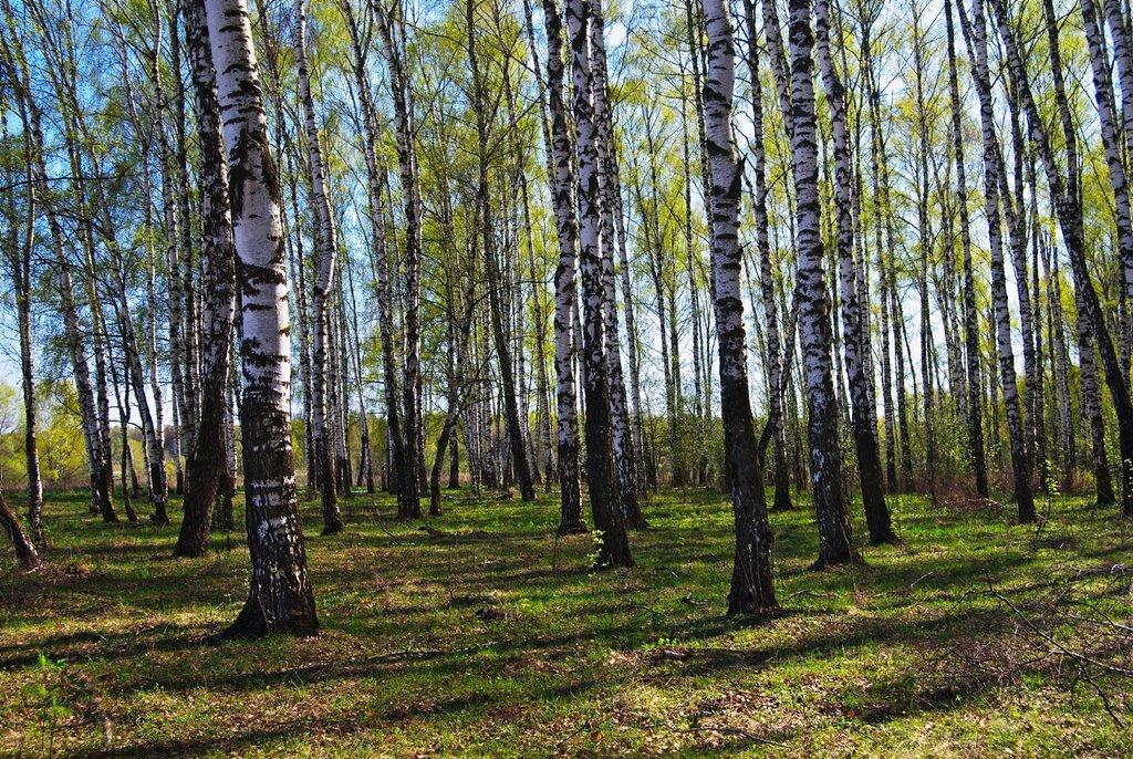 Birch grove. Токсово Березовая роща. Пальтау Березовая роща. Березовая роща Полевской. Березовая роща 24/1.